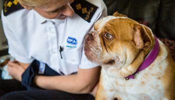 rescued bulldog type puppy with RSPCA inspector