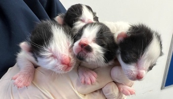 litter of four newborn kittens held in hands © RSPCA