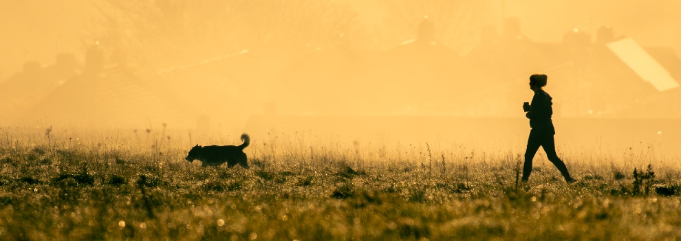 person and a dog walking in a field with dew in the early morning © RSPCA