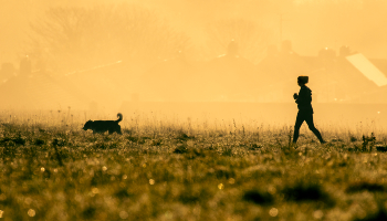 person and a dog walking in a field with dew in the early morning