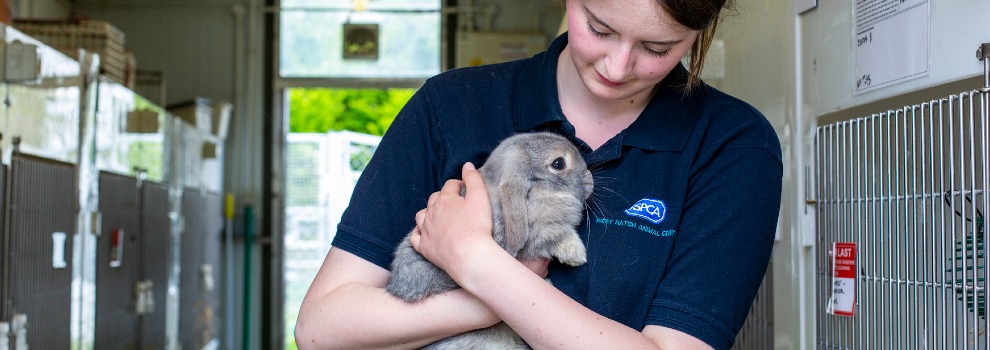 animal care assistant holding domestic rabbit © RSPCA