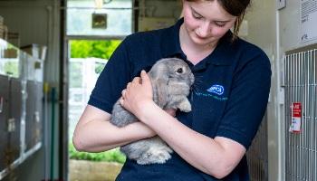animal care assistant holding domestic rabbit