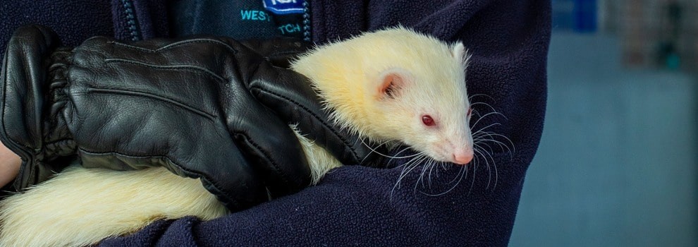 ferret being held by animal care assistant © RSPCA
