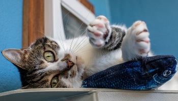 shorthaired and tabby cat in playful mood © RSPCA