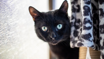 a healthy looking black shorthaired cat peering around a draped blanket