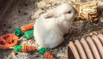 baby rabbit with toys inside