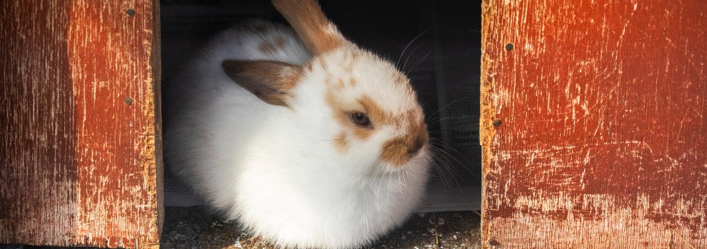 Keeping Rabbits As Pets | RSPCA