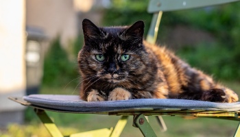 tortoise shell cat lying on garden chair outside