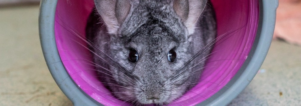Creating a Good Home For Chinchillas | RSPCA