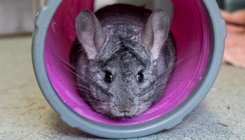 chinchilla in play tunnel © RSPCA