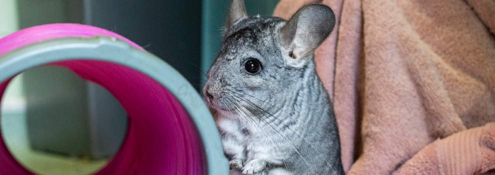 chinchilla standing against tunnel © RSPCA