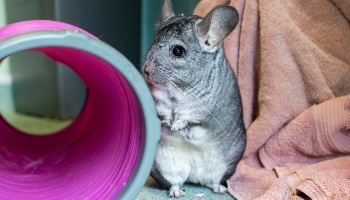 chinchilla standing against tunnel © RSPCA