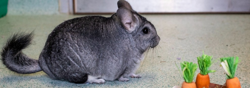 do chinchillas have health problems