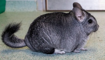 do chinchillas get along with dogs