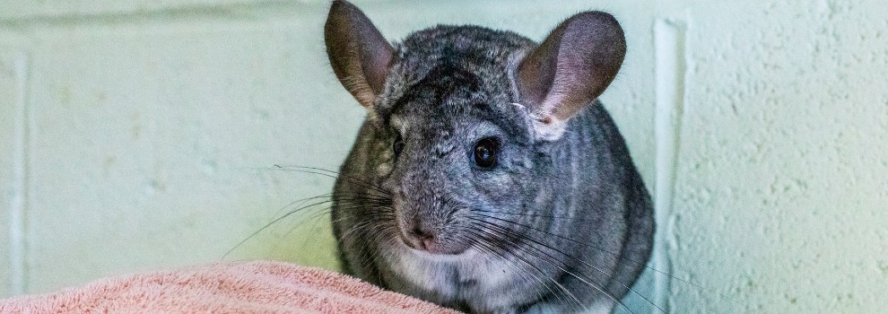 chinchilla perched on towel © RSPCA