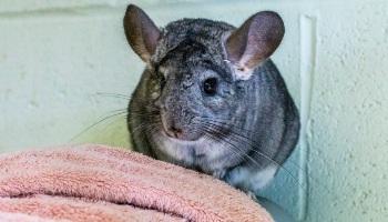 chinchilla perched on towel