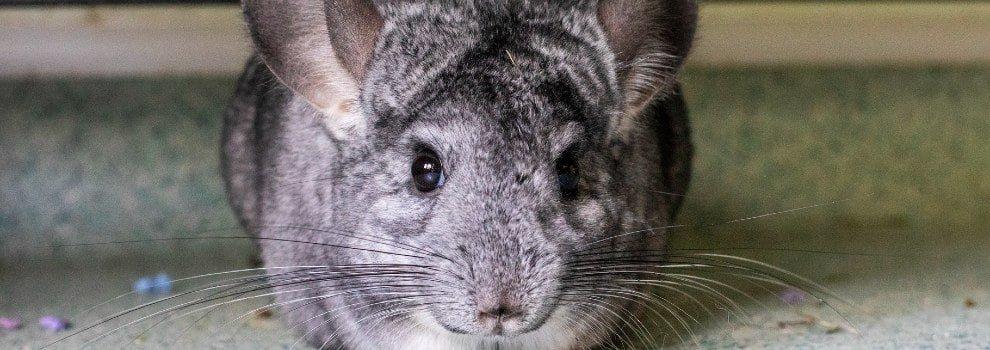 chinchilla sitting in cage looking straight to camera © RSPCA