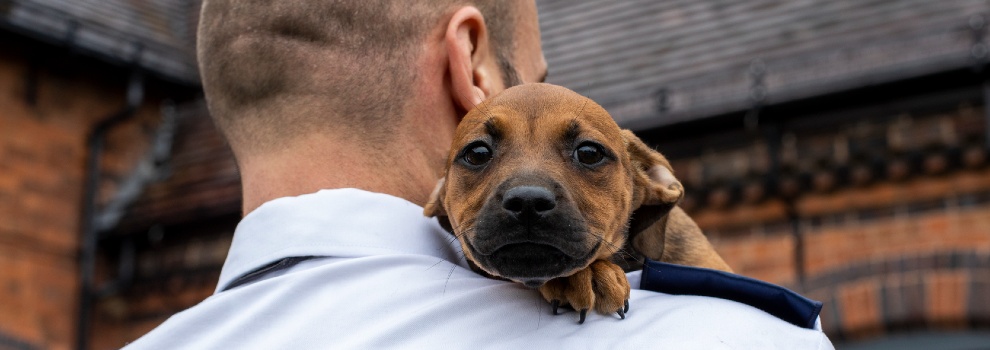 bringing puppy home at 4 weeks help