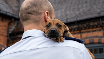 puppy resting on mans shoulder © RSPCA