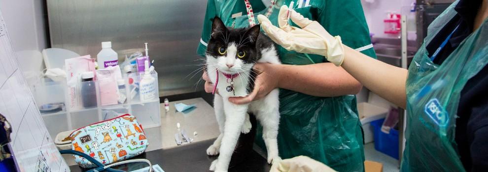 A cat on an examining table being looked at by two RSPCA staff
