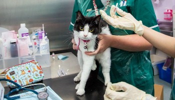 cat receiving flea treatment from a vet