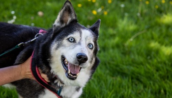 husky dog outside with owner