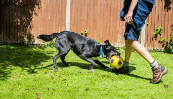 collie cross dog playing ball with man in garden