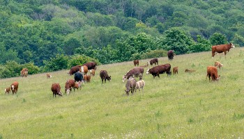 Cattle on a grassy hill
