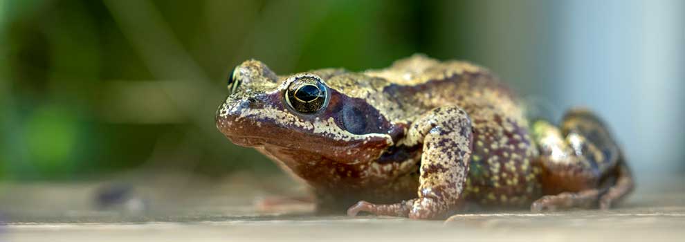 Brits reveal the animals they want to see in the wild - but don't know where they are
