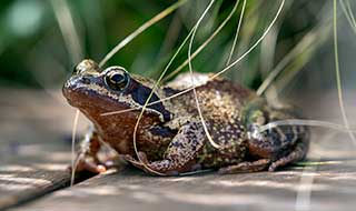 A common frog sitting on wooden decking in a garden.