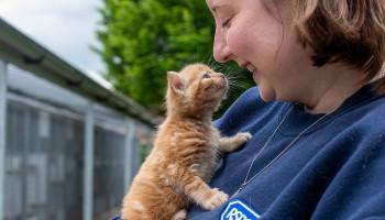 animal care assistant playing with kitten in preparation for a new foster family