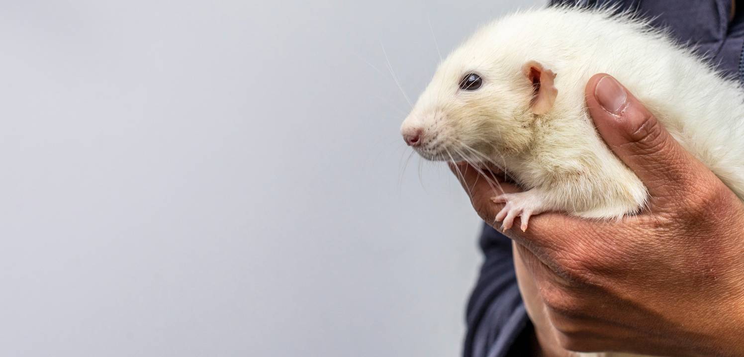 The Largest Animal Welfare Charity in the UK | RSPCA The Largest Animal Welfare Charity in the UK | RSPCA