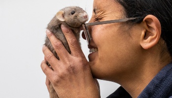 Free sales pet rats
