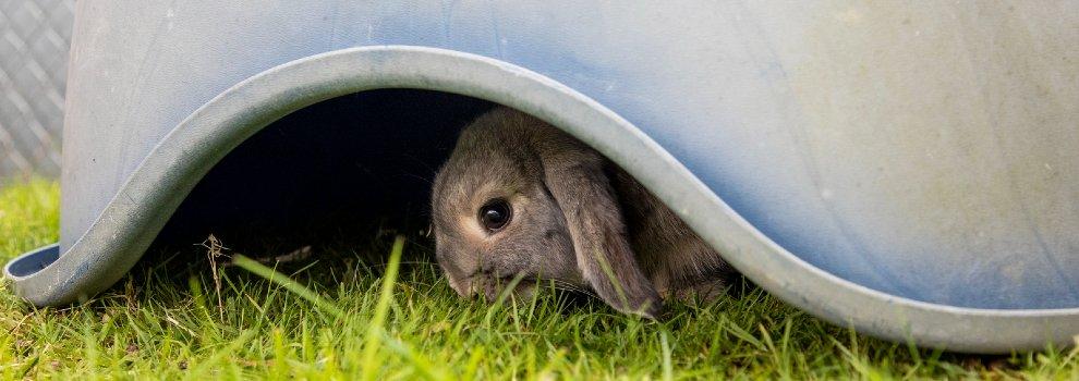 a lop-eared rabbit sheltering in the shade under a box in their outdoor pen