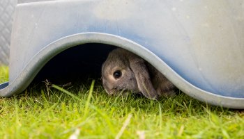 a lop-eared rabbit sheltering in the shade under a box in their outdoor pen
