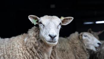 Close-up of sheep reared on farm for meat.