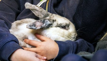 adopted rabbit being hugged by owner in their new home
