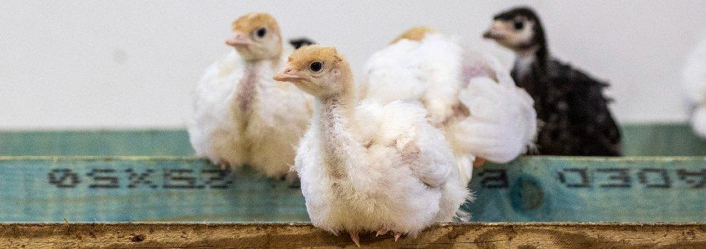 three turkey chicks on purpose-built perch in an indoor unit