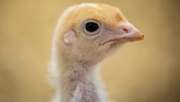 close-up of turkey chick's head