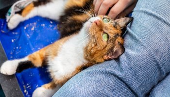 a rescue cat ready to be rehomed enjoying being stroked