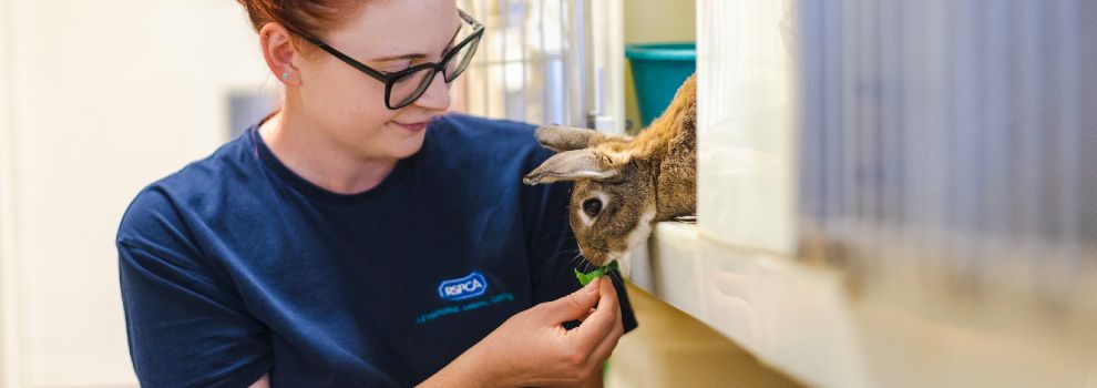 Contact your local RSPCA animal rescue centre, hospital or shop | RSPCA