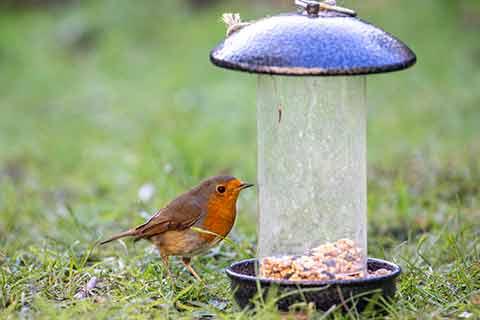 A robin next to bird feeder on the ground​