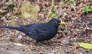 Black garden bird on the ground outside