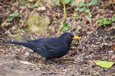 Feeding Birds: a Quick Guide to Seed Types