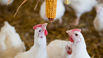 higher welfare chickens enjoying more space to roam