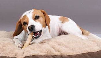 white and brown dog eating dental chew in dog bed