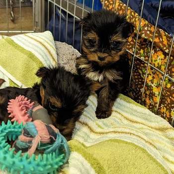 The RSPCA is caring for more than 30 dogs that were rescued