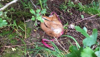 Appealing for information about a dead fox found