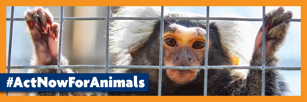Primates As Pets | A House Is Not Their Home | RSPCA
