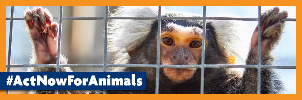 Primates As Pets | A House Is Not Their Home | RSPCA Primates As Pets | A House Is Not Their Home | RSPCA